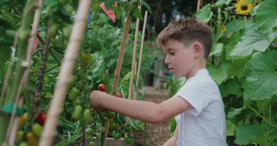 A young boy with short brown hair wearing a white tshirt is carefully picking a red tomato from a vine in a lush garden filled with green plants and supported by wooden stakes