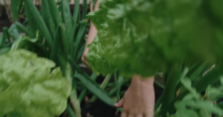 A young boy wearing a white tshirt harvesting lettuce from a garden