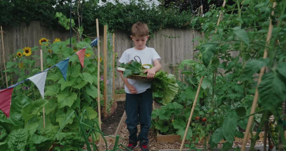 A boy is harvesting leafy vegetables in a vibrant garden
