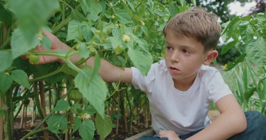 A boy in jeans and a white tshirt crouches among lush green plants in a garden examining leaves and blossoms with focused hands and curious eyes