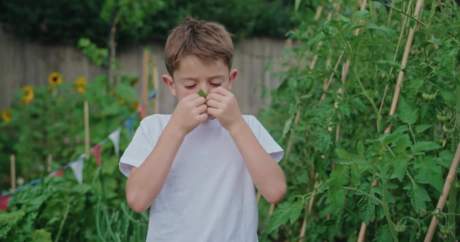 A young boy standing in a garden wearing a white tshirt holding a plant leaf close to his nose to smell it