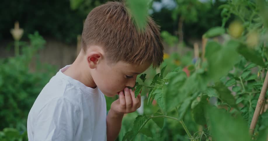 A young boy gently sniffs a tomato plant immersed in a gardens greenery
