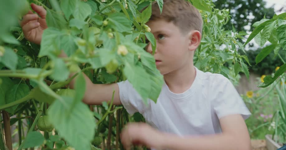 A curious young boy in a white tshirt is peeking through lush green plant foliage in a garden