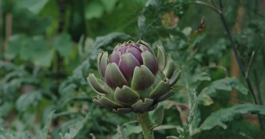 Person walks past a lone artichoke in their garden