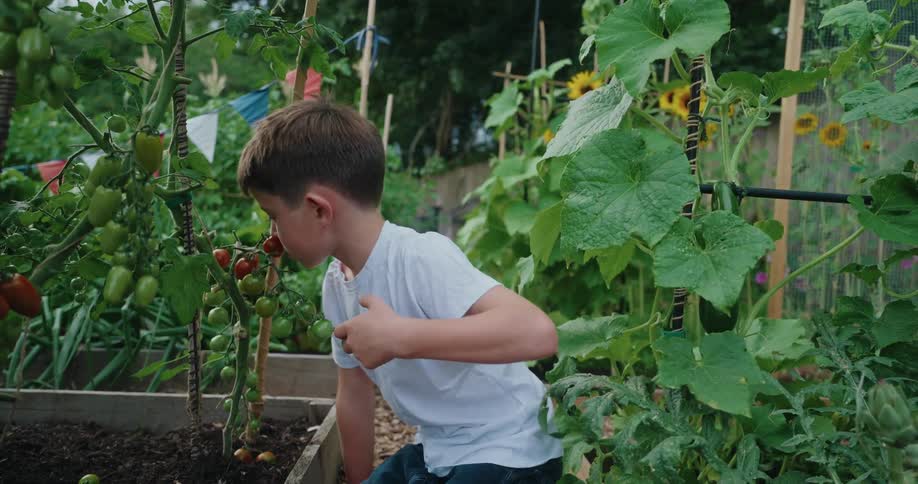 A young boy in the garden playing with tomato plant fruits on the vine