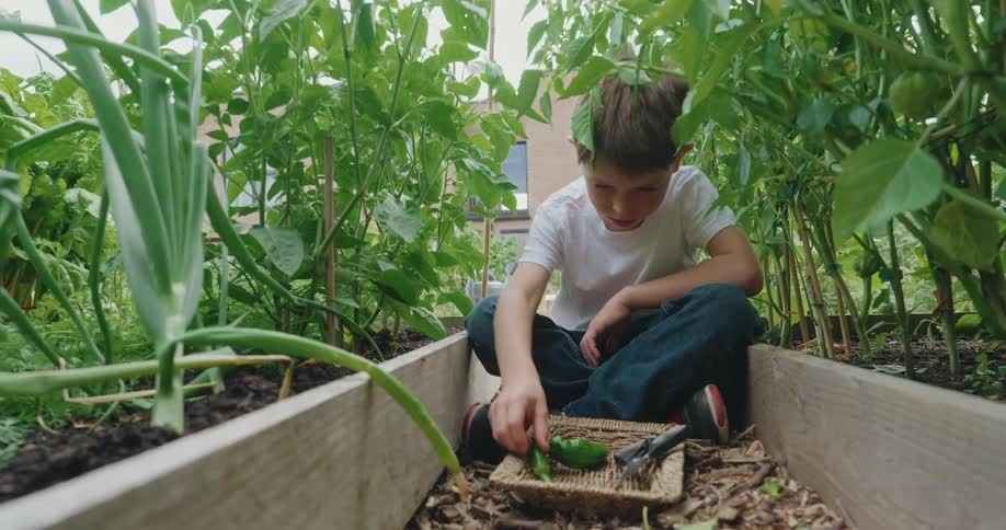 Boy sitting in a vegetable garden and picking vegetables
