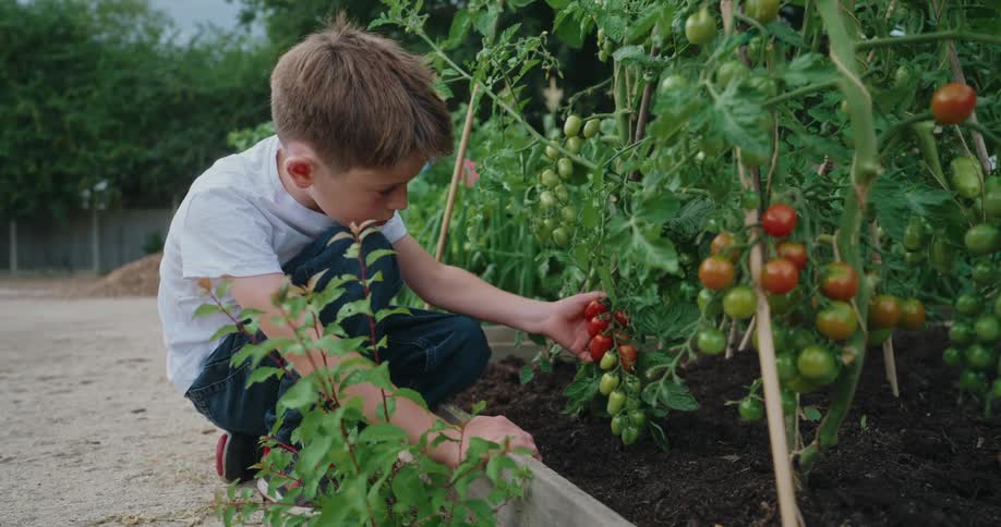 A kid playing with a tomato plant in the garden at midday