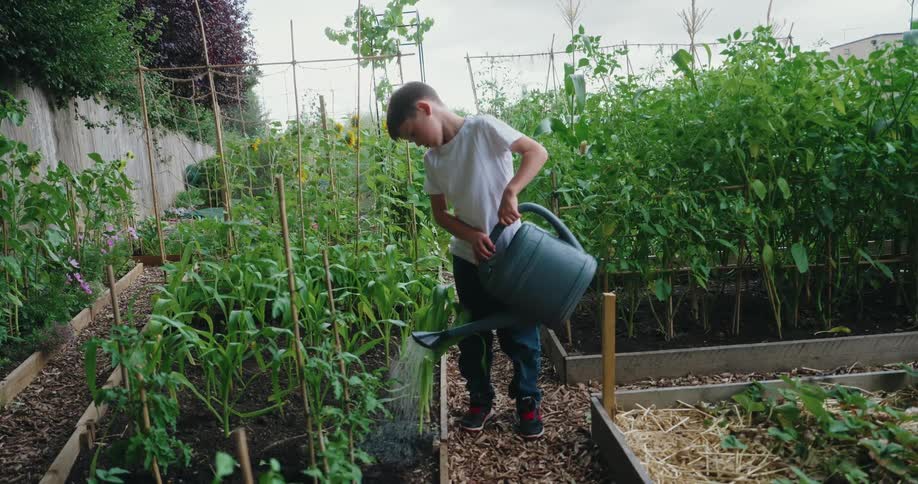 A boy waters a thriving garden with a bright plastic watering can moving between raised beds overflowing with tomatoes corn and leafy greens