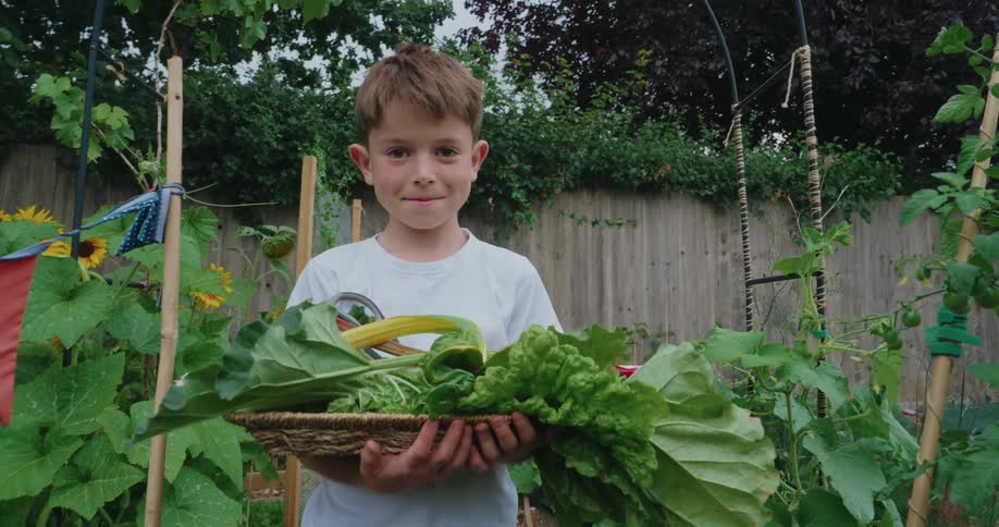 A child in the garden with a basket of harvested lettuce smiling at midday