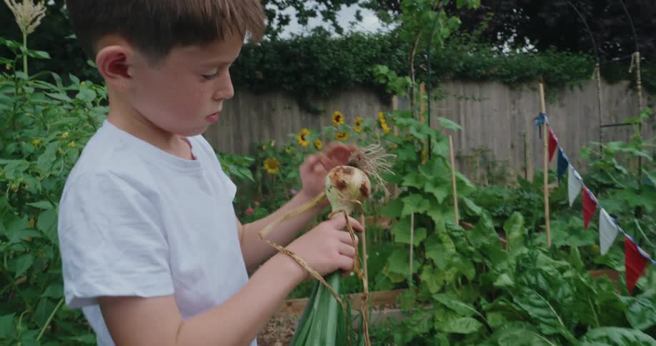 Boy strokes the roots of a freshly harvested onion in his garden