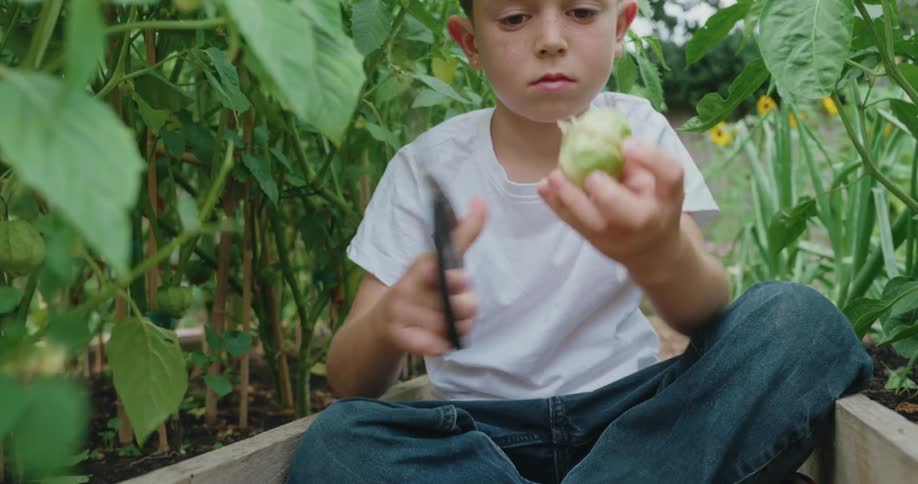 A young boy in a garden at midday sitting on the ground harvesting a fruit and cutting it with scissors