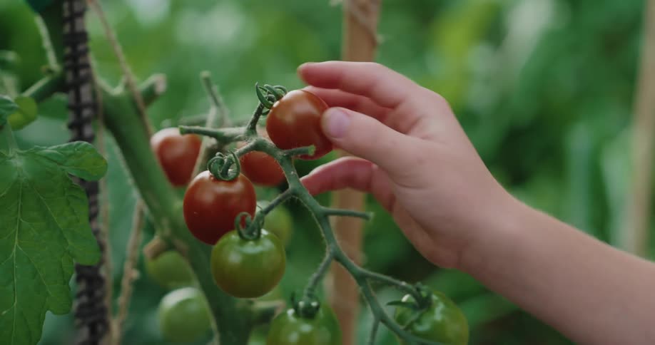 Person testing tomatoes on the vine in their garden for ripeness