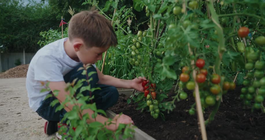 Young boy crouching in the garden picks and eats a tomato
