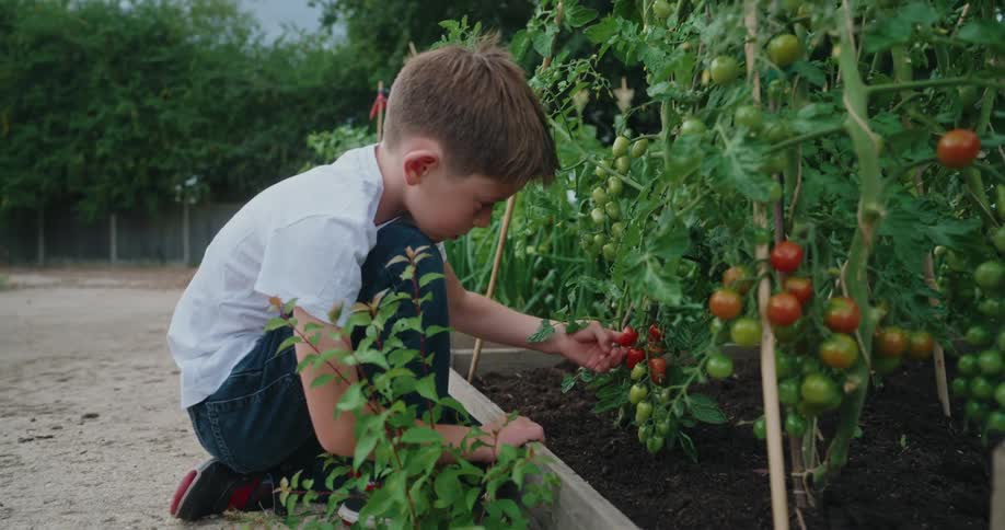 A young boy is intently picking ripe red tomatoes from a vine in a raised garden bed