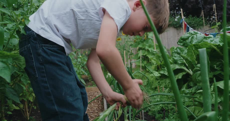 A young boy harvesting onions from a garden at midday