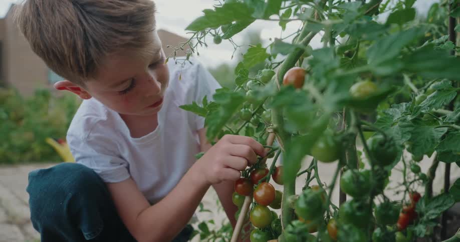 A boy picks a tomato from the garden and eats it