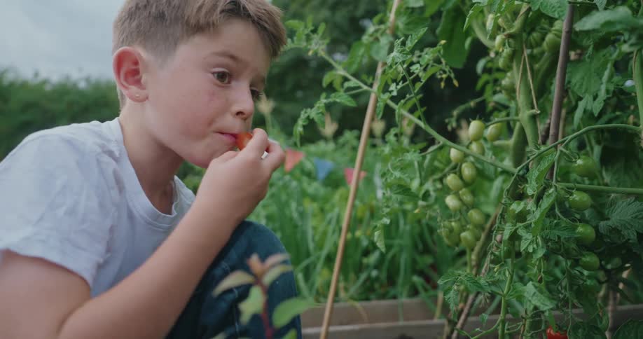 A boy in a white t shirt and blue jeans sits beside a tomato plant laden with red and green fruit biting into a ripe tomato amid surrounding raised beds