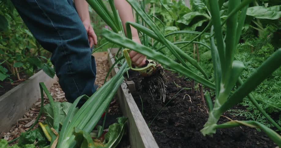 Closeup of a child pulling a bulbous onion from rich soil in a raised garden bed