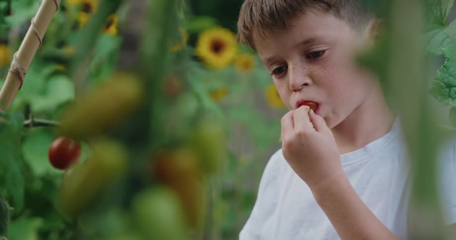 Boy in a farm field smelling a tomato and eating it
