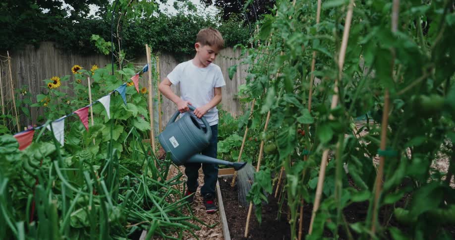 A young boy watering plants in a garden at midday