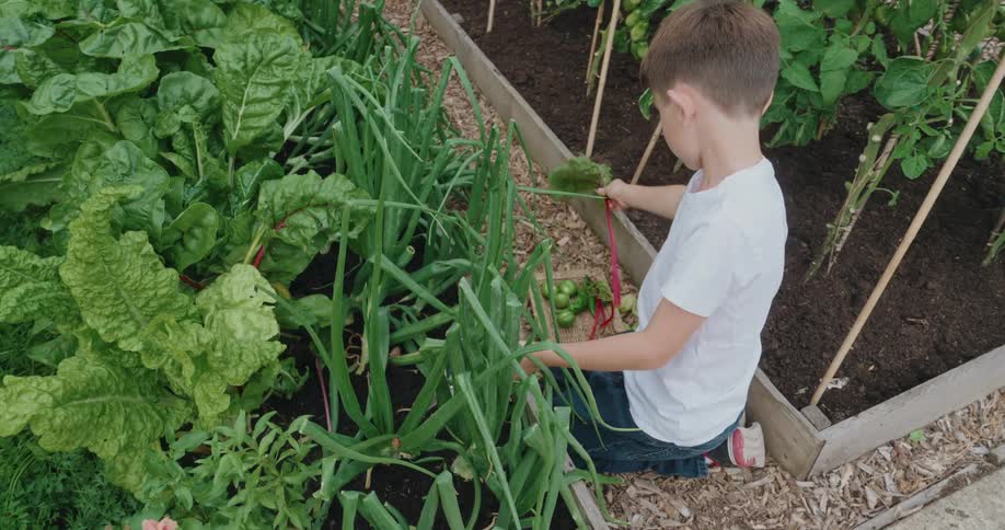 A boy reaches into dense green crops in a raised garden bed to harvest radishes