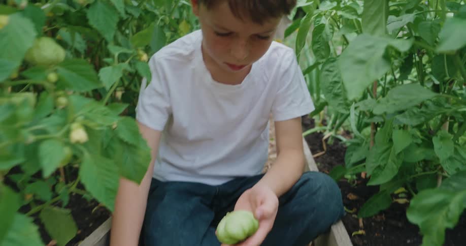 A boy in jeans and a white tshirt crouches among lush green plants in a garden harvesting vegetables and trimming them with scissors