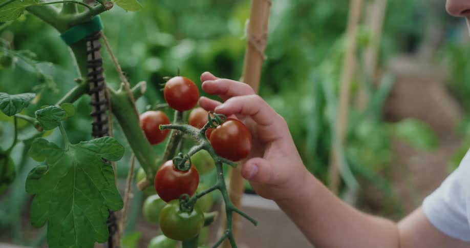 A boy playing with a tomato plant in a garden outdoors