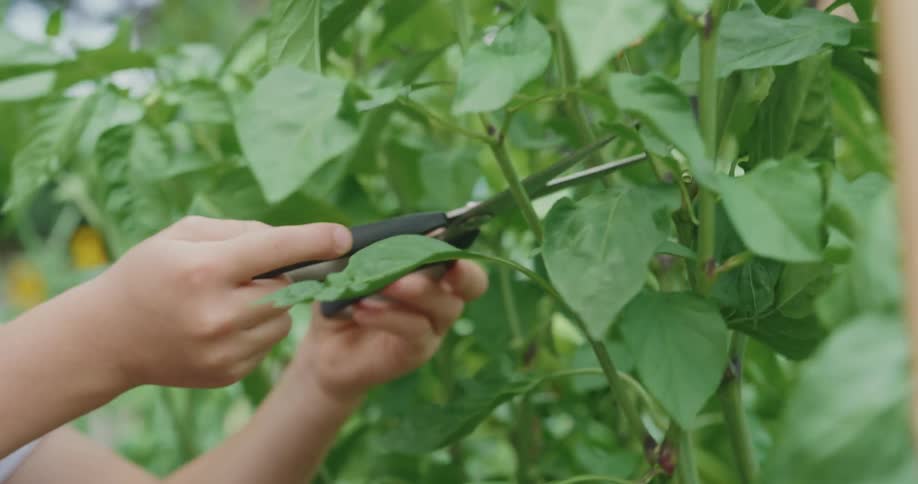 Child uses both hands to prune pepper plants with scissors