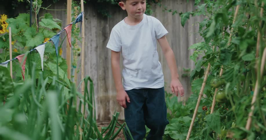 A boy in a white tshirt and dark pants reaches tends to tomato plants supported by wooden stakes surrounded by leafy greens and colorful flags in a vibrant garden