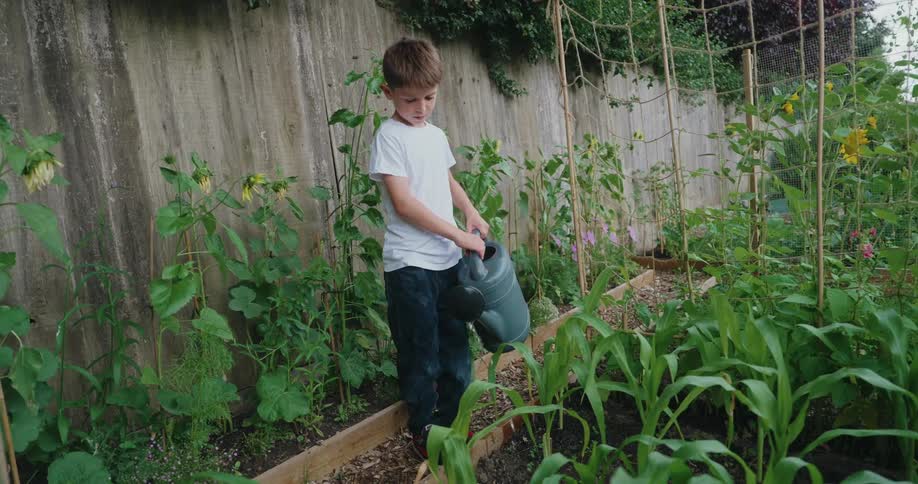 A boy waters a thriving garden with a bright plastic watering can moving between raised beds overflowing with tomatoes corn and leafy greens