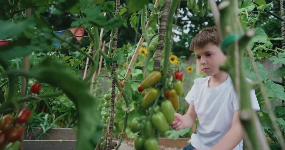 A boy in a garden carefully picks ripe and unripe tomatoes from a vine