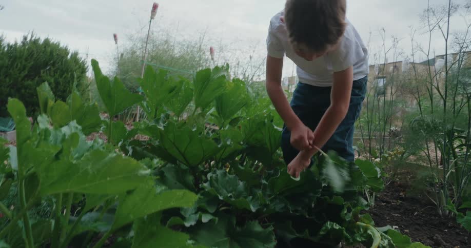 The boy reaches into a dense vegetable patch surrounded by leafy greens and tall onion stalks