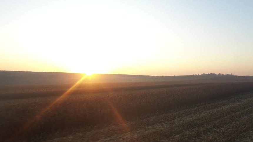 The sun rises over a field of small plants