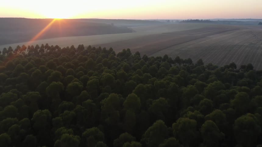 A dense forest contrasting with expansive agricultural fields stretching towards the hazy horizon