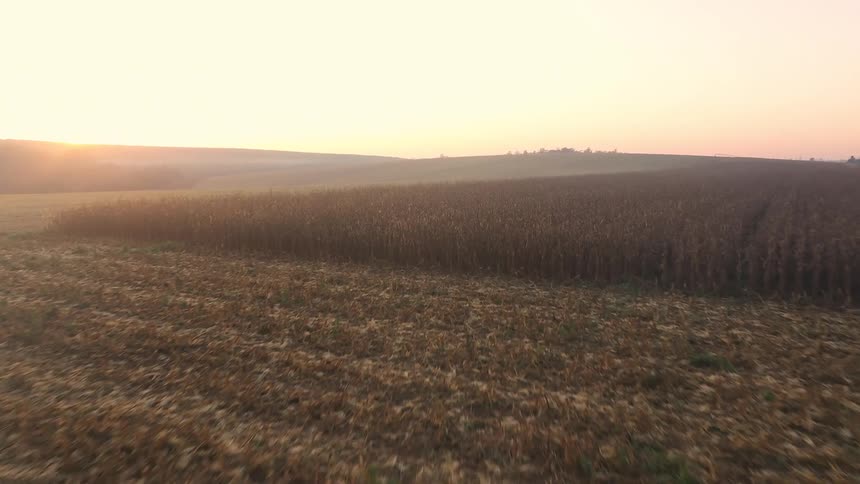 Dry cornfield stretches to the horizon under the soft light of the sunset