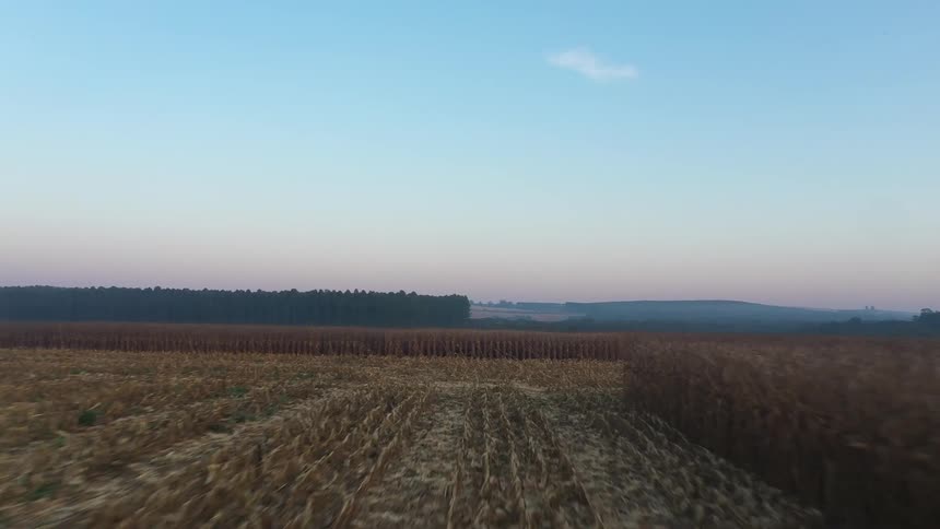 Aerial view of cornfield with rows to horizon
