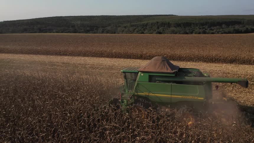 A green harvester moves through a cornfield leaving cut stalks behind