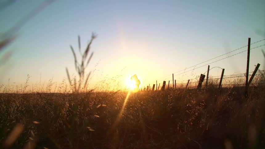 A woman stands in a field near a fence at dusk