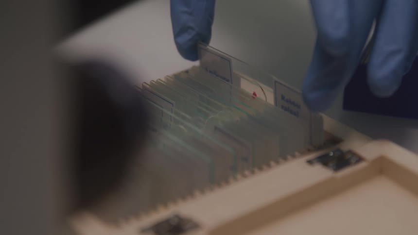 Close up of a scientist picking up a microscope slide with a sample carefully from a slide holder in a lab