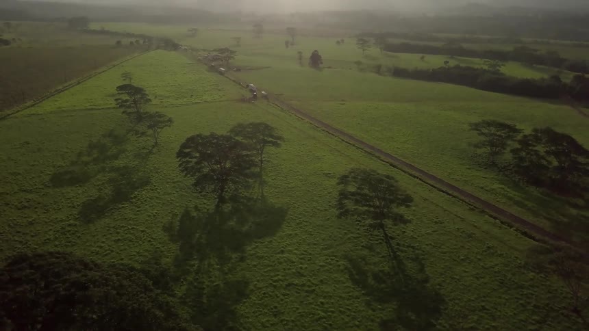 The sun shines down on trees in a green field