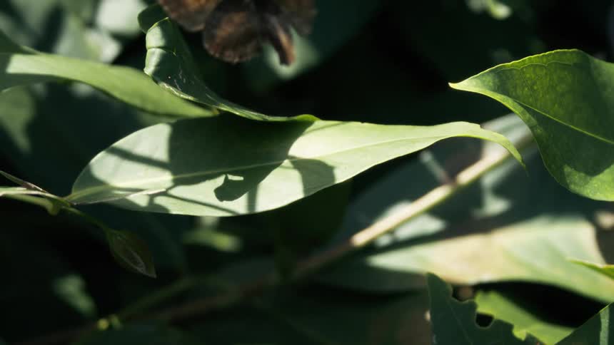 Butterfly flying among green leaves