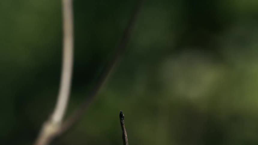 Stripedwinged dragonfly rests delicately on top of a dry branch then flies away