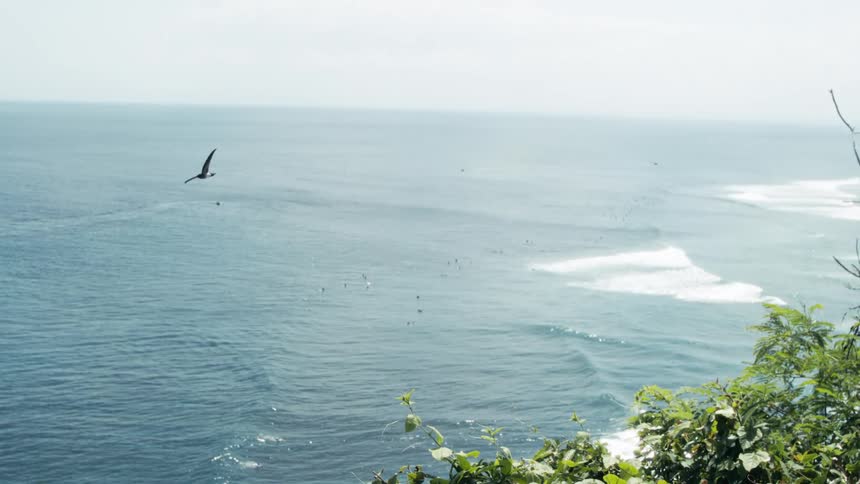 Ocean landscape with wooded shore in foreground and birds flying