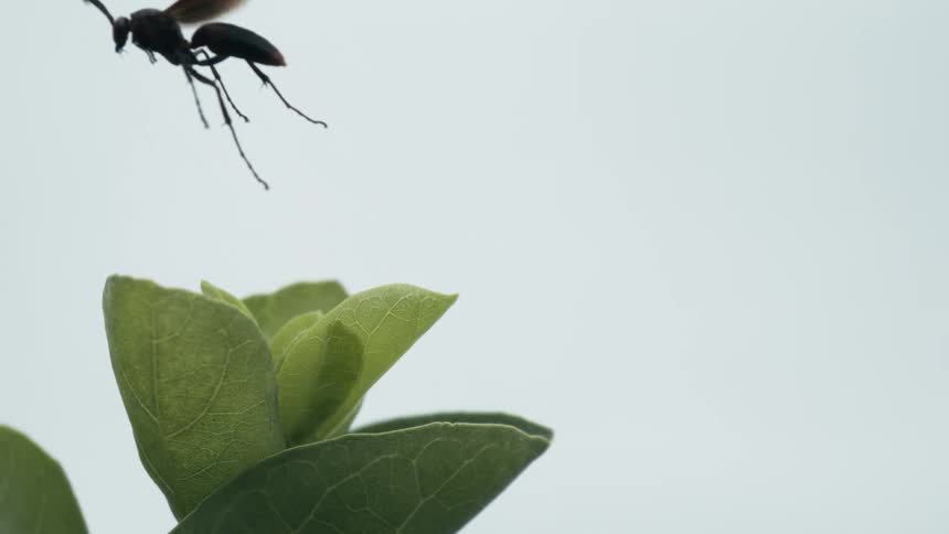 Ant with wings flying from a greenish plant