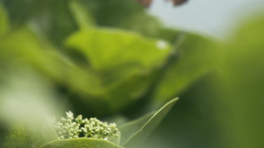 Butterfly flying among green leaves