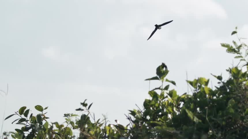Bird flying against a cloudy sky