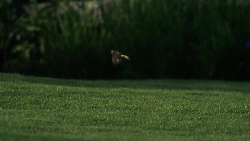 A bird takes flight in slow motion