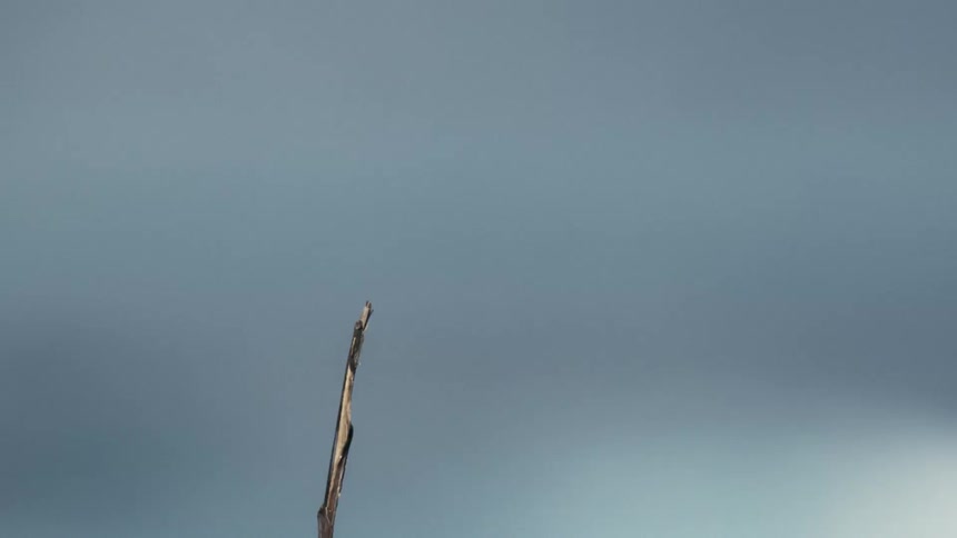 Dragonfly flying against a blue sky