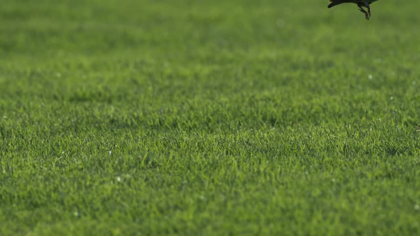 A bird walks on a lawn covered in short green grass then suddenly flies into the air
