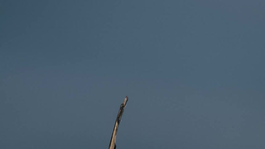 A dragonfly is perched on a stick then flies away and comes back